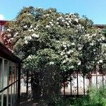 Rhododendron maddenii Habit