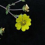 Potentilla argyrophylla Natur