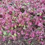 Loropetalum chinenseBlomma