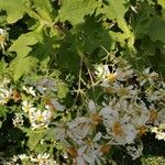 Montanoa hibiscifolia Frunză