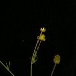 Ranunculus brotherusii Natur
