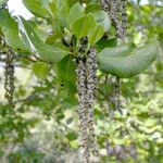 Garrya fremontii Flor