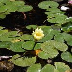 Nymphaea mexicana Floare