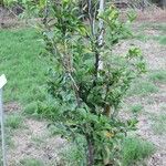 Hibiscus boryanus Habitatea