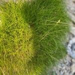 Festuca gautieri Leaf