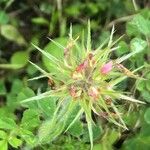 Trifolium stellatum Blomst
