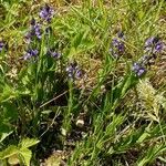 Polygala alpestris Habitus