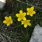 Ranunculus millefoliatus Flor