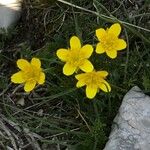 Ranunculus millefoliatus പുഷ്പം