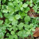 Adoxa moschatellina ഇല