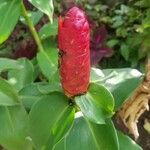 Costus spiralis Flower