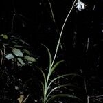 Burmannia longifolia ফুল
