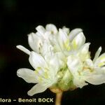 Armeria belgenciensis 花