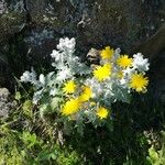 Andryala pinnatifida 花