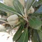 Pittosporum crassifolium Φρούτο