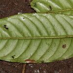 Psychotria globiceps পাতা