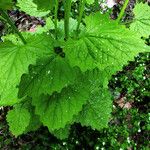 Alliaria petiolata Blad