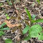 Aralia nudicaulis Φύλλο