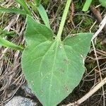 Rumex scutatus Folio