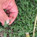 Chenopodium nutans Levél