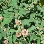 Sphaeralcea bonariensis Flower