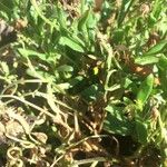 Calendula tripterocarpa Hoja