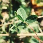 Trifolium fucatum 葉