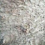 Picea abies Corteza
