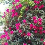 Rhododendron arboreum Kvet