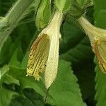 Salvia glutinosa Flower