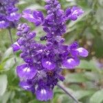 Salvia farinacea Цвят