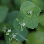 Drymaria cordata Flower