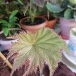 Begonia heracleifolia পাতা