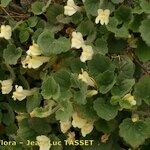 Asarina procumbens Habitus