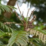 Pentaclethra eetveldeana Leaf