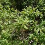 Rhus coriaria Hábito