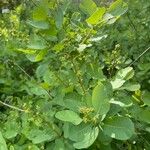 Cotinus coggygriaFeuille