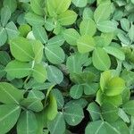 Arachis hypogaea Yaprak