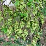 Ulmus laevis Frucht