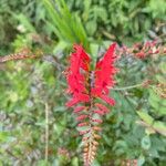 Crocosmia paniculata Flower