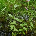 Epilobium hornemannii Habitat