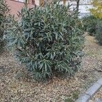 Nerium oleander Habitus