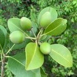 Mimusops obtusifolia 果實