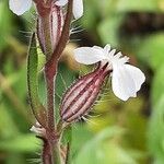 Silene gallica Blüte