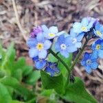 Myosotis sylvatica Virág