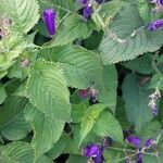 Strobilanthes attenuata Leaf