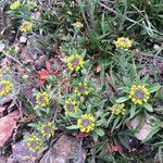 Alyssum desertorum आदत