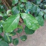 Coffea ebracteolata Leaf