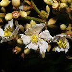 Conostegia rufescens Flower