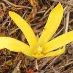 Sternbergia colchiciflora Blodyn